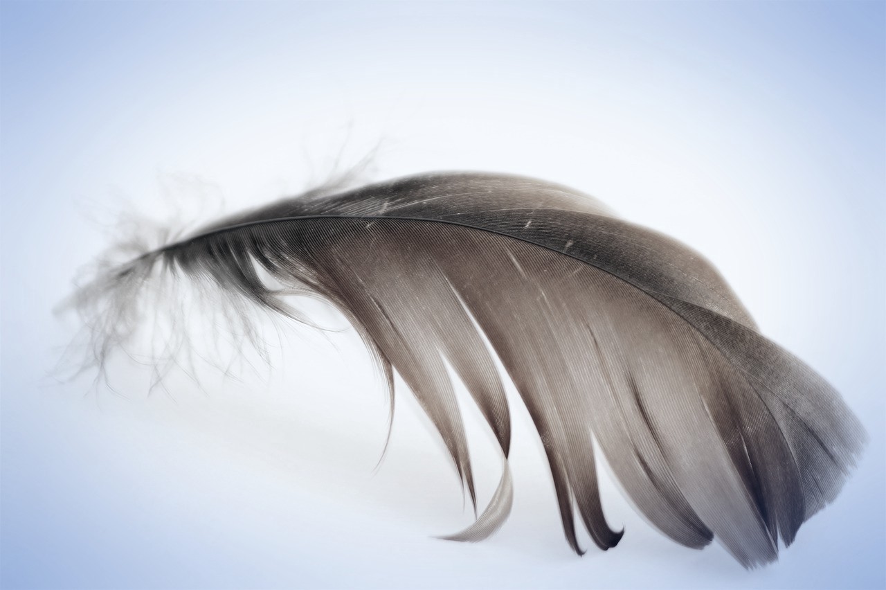 feather-1626492_1280