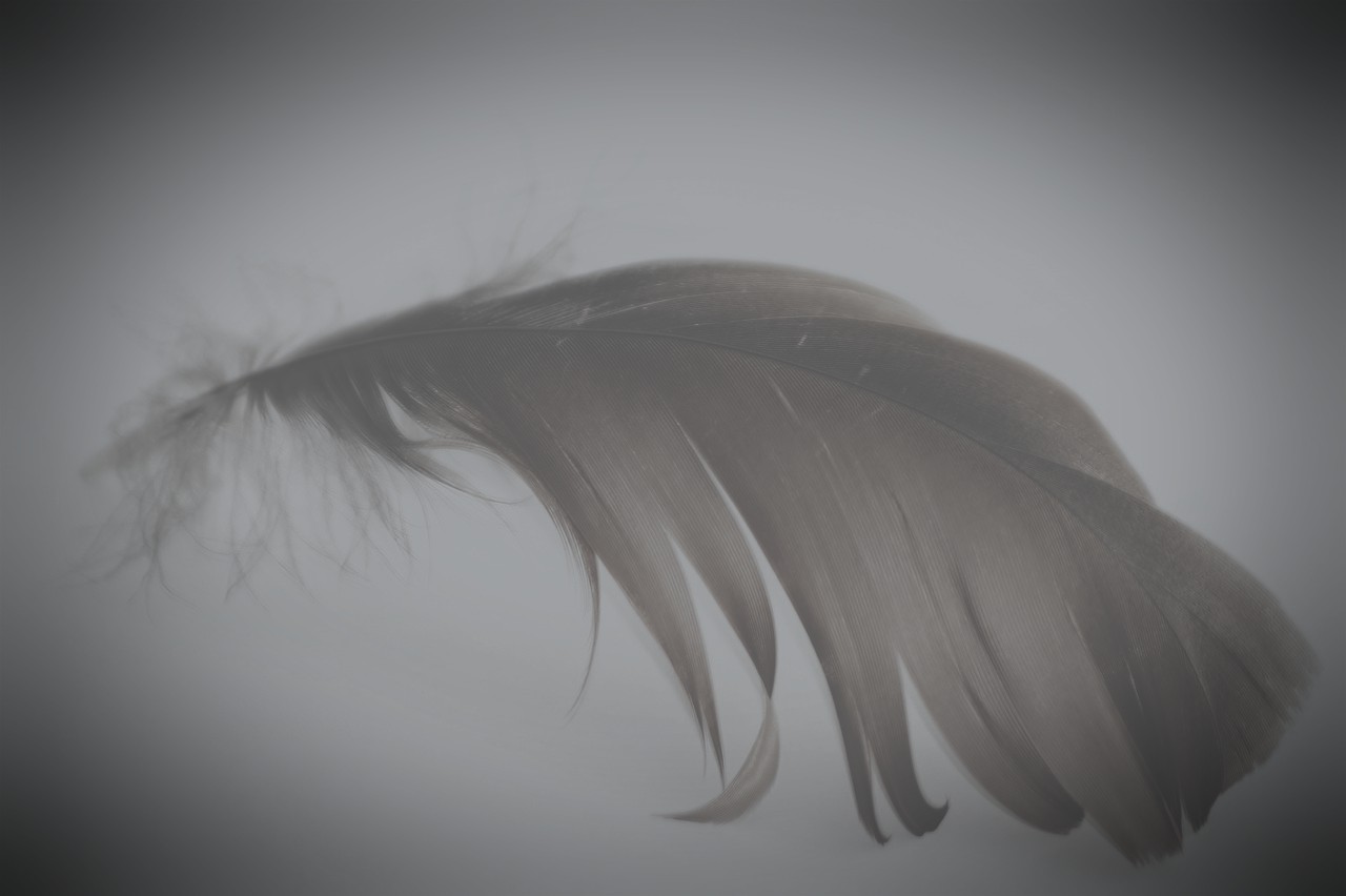 feather-grey161.jpg